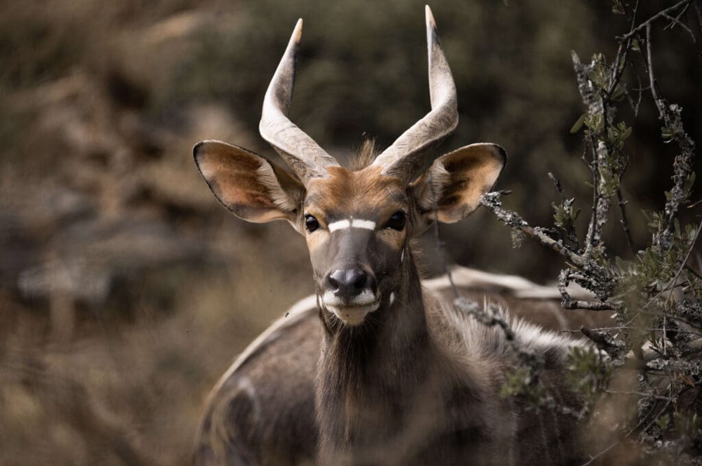 Male nyala with its impressive, spiraling horns and charcoal grey coat.