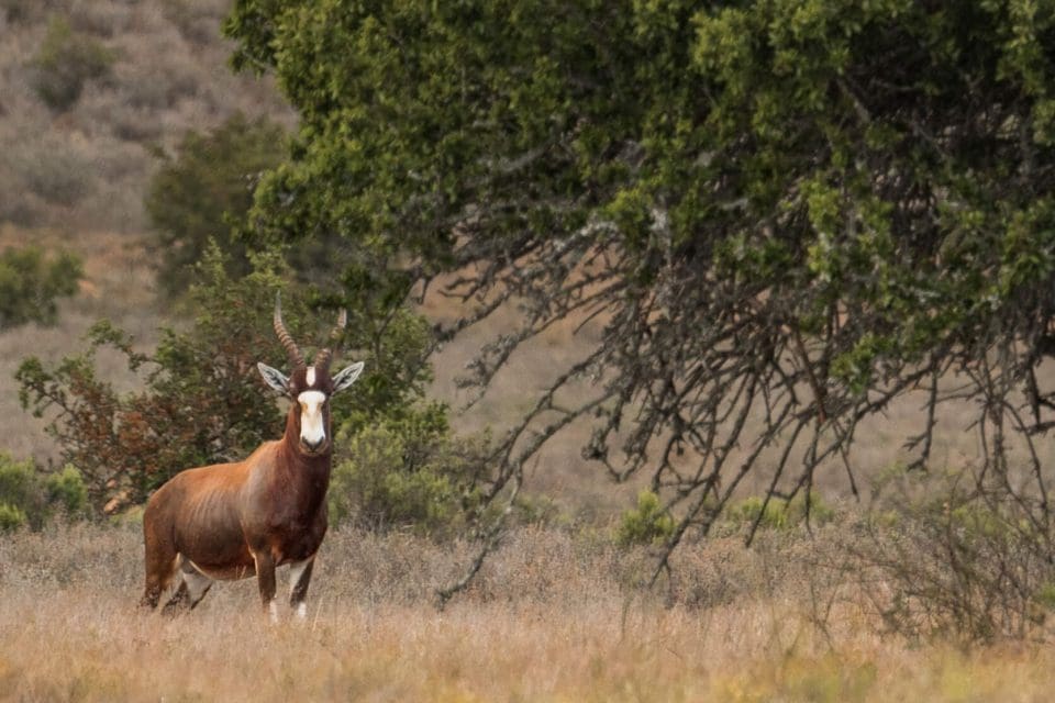 Blesbok antelope with a distinctive white blaze on its face.