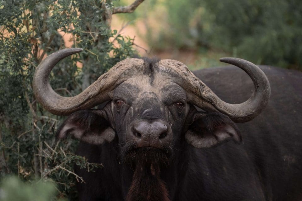 African buffalo (Syncerus caffer).