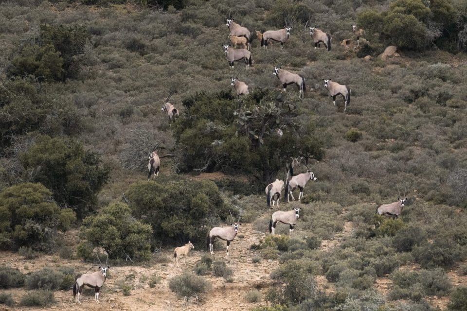 A herd of oryx antelopes with their long, slender horns.
