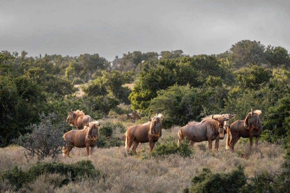Majestic sight: A herd of golden wildebeest roaming the African plains.