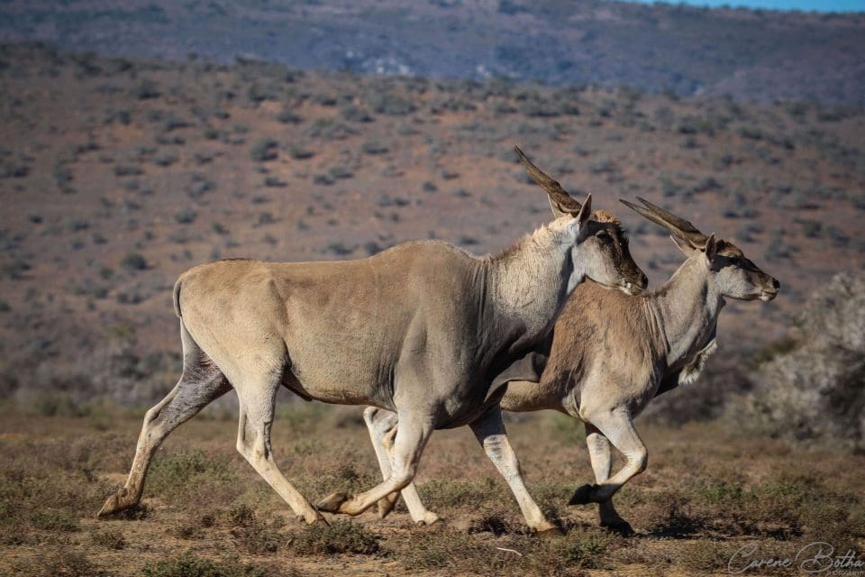 Eland with long, spiralling horns in its natural habitat.
