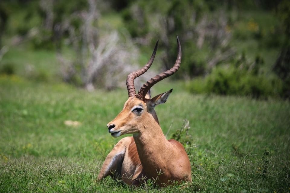 Impala taking a break while grazing on the African plains.