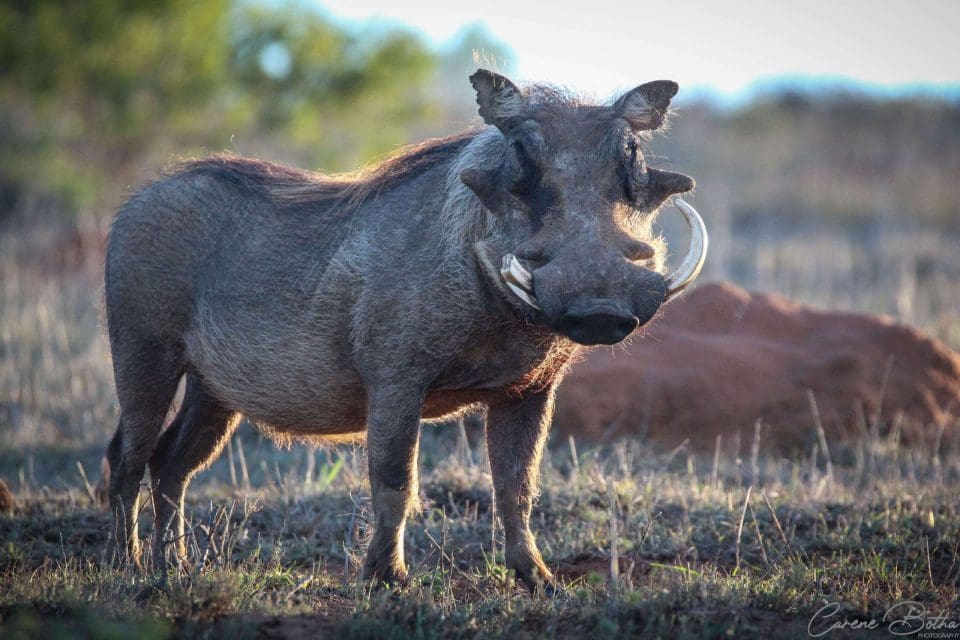 Warthog with distinctive tusks and wart-like facial features, grazing on the savanna.