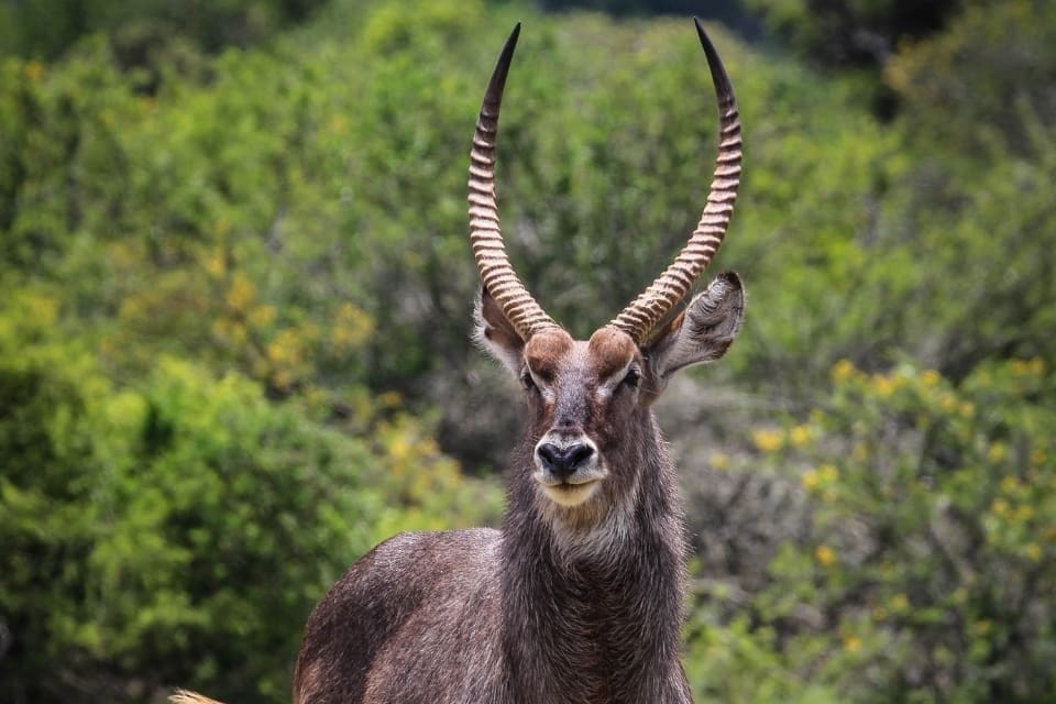 Large male waterbuck with ringed horns standing alert.