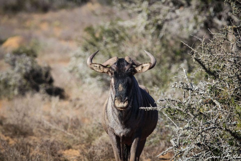 Blue wildebeest antelope with a distinctive beard and horns.