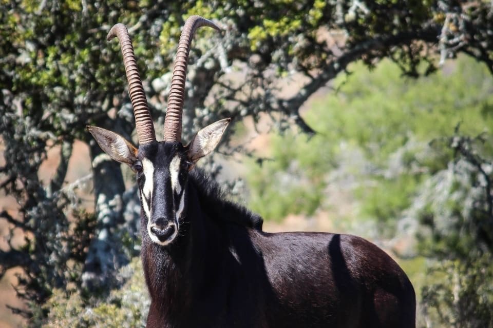Sable antelope with its characteristic black coat and long, curved horns.