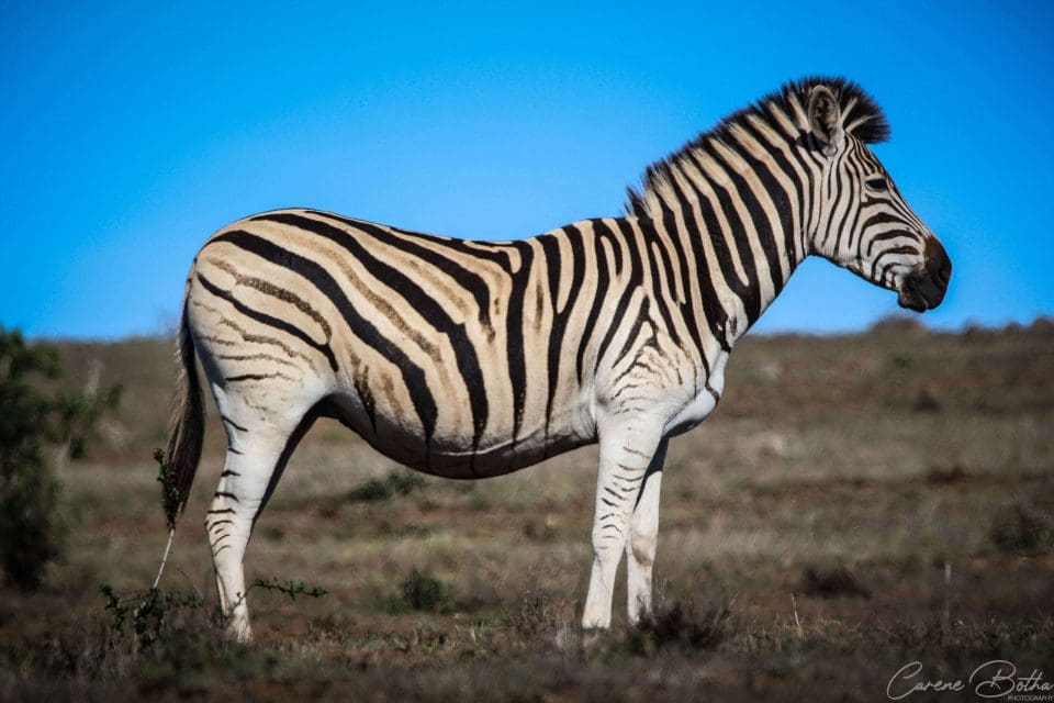 Common zebra with black and white stripes, grazing on the African plains.